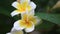 White frangipani flowers with rain drops on