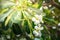 The white frangipani with leaves in abstract light. White plumeria.Plumeria flowers - White plumeria on the plumeria tree abstract