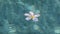 White frangipani or Plumeria flower floating on the reflecting blue water surface