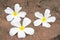 White frangipani (plumeria) on laterite background, selectived f