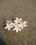 White frangipani plumeria tropical flower 0n the floor