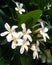 White frangipani plumeria tropical flower with water drops. Garden, perfume.
