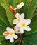 White Frangipani in the Summer Garden