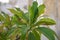 White Frangipani tree leaves, Indian or Arabic Jasmine tree