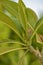 White Frangipani tree leaves, Indian or Arabic Jasmine tree