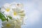 White frangipani tropical flower, plumeria flower blooming