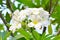 White frangipani tropical flower, plumeria flower blooming on tr