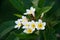 White frangipani tropical flower, plumeria flower blooming on tree
