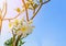 White frangipani tropical flower, plumeria flower blooming on tree.