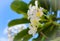 White frangipani tropical flower, plumeria flower blooming on tree.