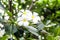 White Frangipani tropical flowers Plumeria or pagoda tree