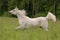 White free arabian horse in summer field