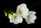 White Freesia on Black Background