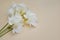 White Freesia Bunch of Flowers Isoalted on Ivory Neutral Background with Copy Space. Top View. Summer, Spring, Wedding