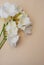 White Freesia Bunch of Flowers Isoalted on Ivory Neutral Background with Copy Space. Top View. Summer, Spring, Wedding