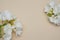 White Freesia Bunch of Flowers Isoalted on Ivory Neutral Background with Copy Space. Top View. Summer, Spring, Wedding Flowers.