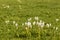 White freesia flowers