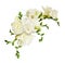 White freesia flowers in a beautiful composition