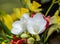 White freesia flowers, close up, yellow vegetal background