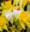 White freesia flowers, close up, yellow vegetal background