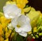 White freesia flowers, close up, yellow vegetal background