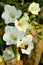 White Freesias Bouquet Background, Nature