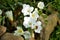 White Freesias Bouquet Background, Nature