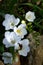 White Freesias Bouquet Background, Nature