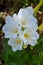 White Freesias Bouquet Background, Nature