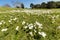 White freesias growing on meadow