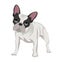 White french bulldog with a black mask on his muzzle standing