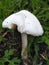 The white fresh beautiful mushroom.