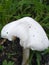 The white fresh beautiful mushroom.