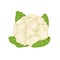 White fresh cauliflower, cabbage on white background, healthy food, vegetables vector