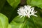 White fresh coffee flower on tree in tropical field