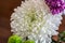 White Fresh Flowers Crisanthemum Close Up. Copy space for text. High resolution beautiful flowers bouquet.