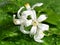 White fresh kumquat flowers and foliage