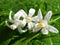 White fresh kumquat flowers and foliage