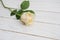 White Fresh Rose Isoalted over Gray Neutral Wooden Background with Copy space