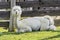 White fresh sheared alpaca