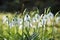 White fresh snowdrops flowers on spring meadows.