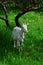 White friendly goat in grass