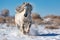 white Friesian stallion galloping field