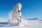 white Friesian stallion galloping field