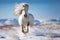 white Friesian stallion galloping field