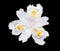 White fringed iris blooming Iris japonica isolated on black