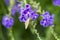 White fringed purple flower and a moth