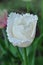 White fringed tulip Daytona. Tulipa Daytona with fringe