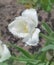 White fringed tulip Daytona. Tulipa Daytona with fringe