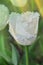 White fringed tulip Daytona. Tulipa Daytona with fringe